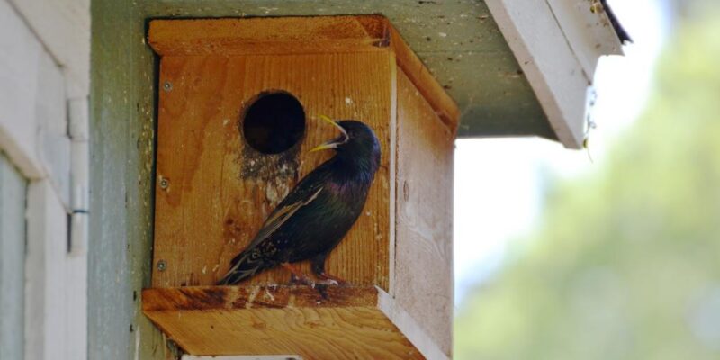 bird alert nest 1024x682 1