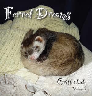 Ferret Dreams book