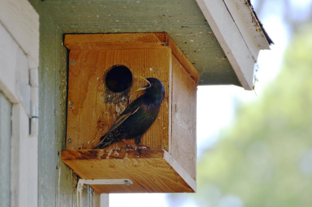 Large volume Starling bird box made from woodcrete bark effect finish 