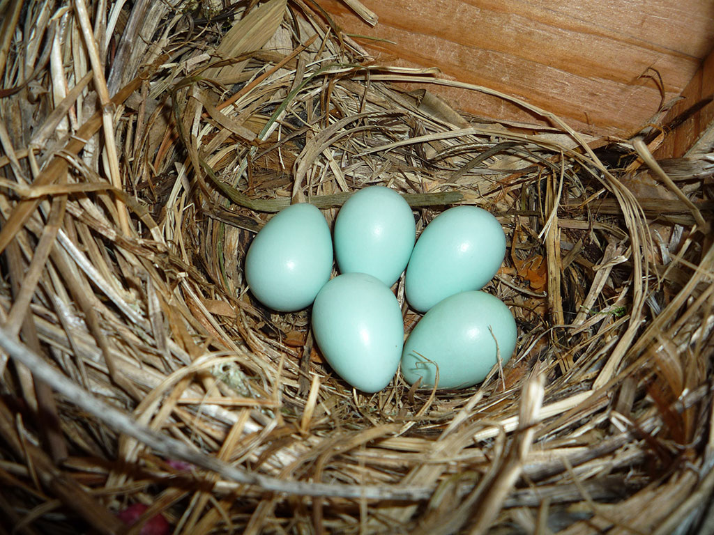 bird eggs european starling