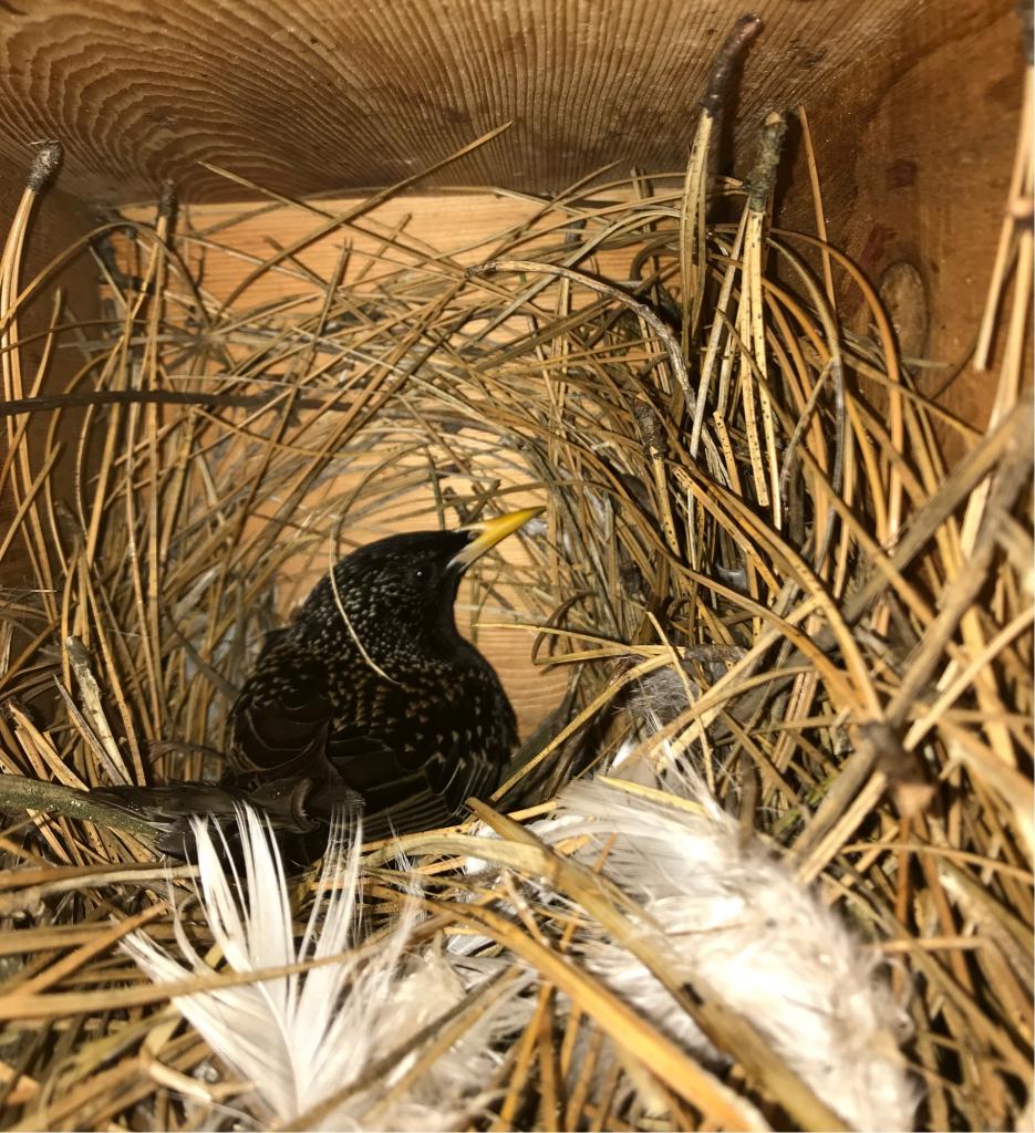 bird inside nest 935x1024 1