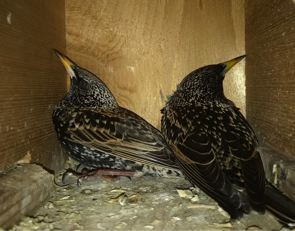starling pair nest box 1024x801 1